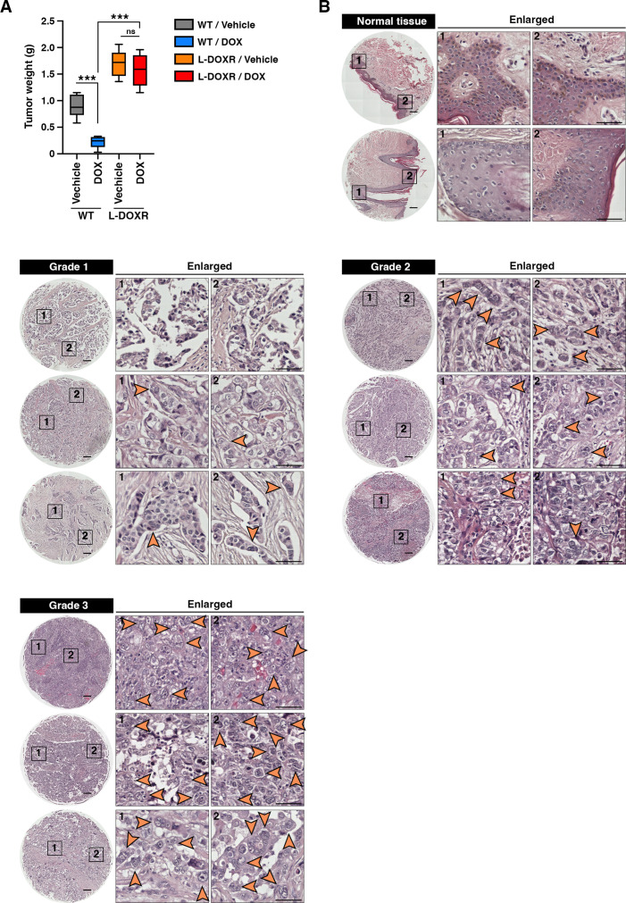 Figure 3—figure supplement 1.