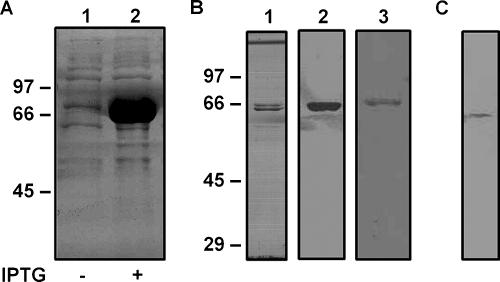 FIG. 1.