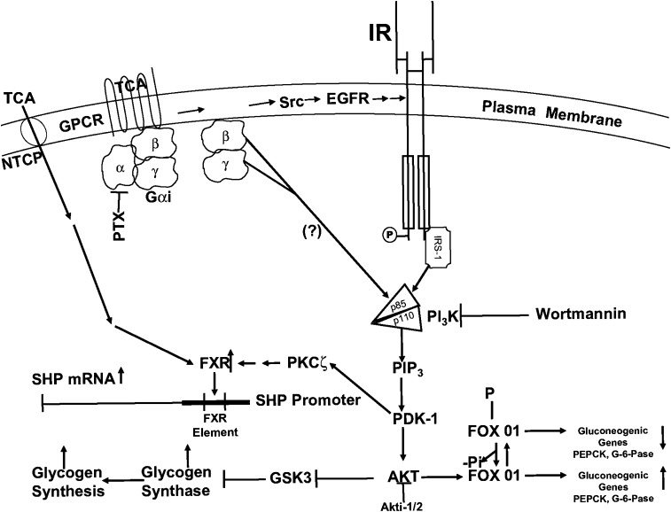 Fig. 11.