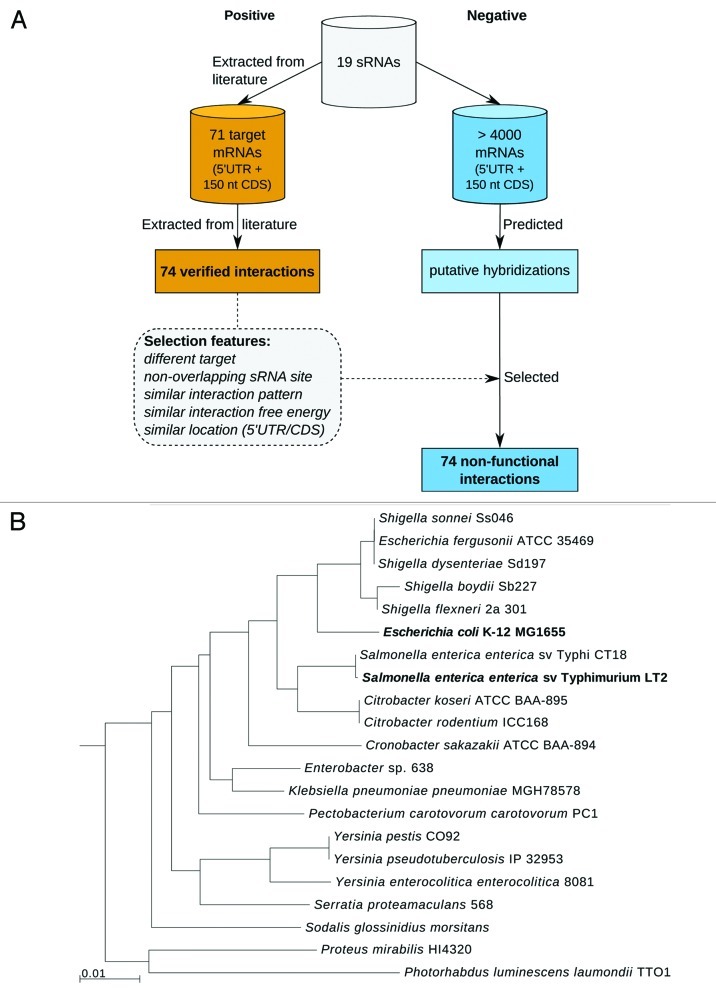 graphic file with name rna-9-954-g1.jpg