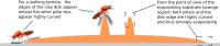 Appendix 2—figure 1.
