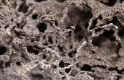 Figure 1—figure supplement 1.