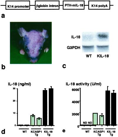 Fig 1.