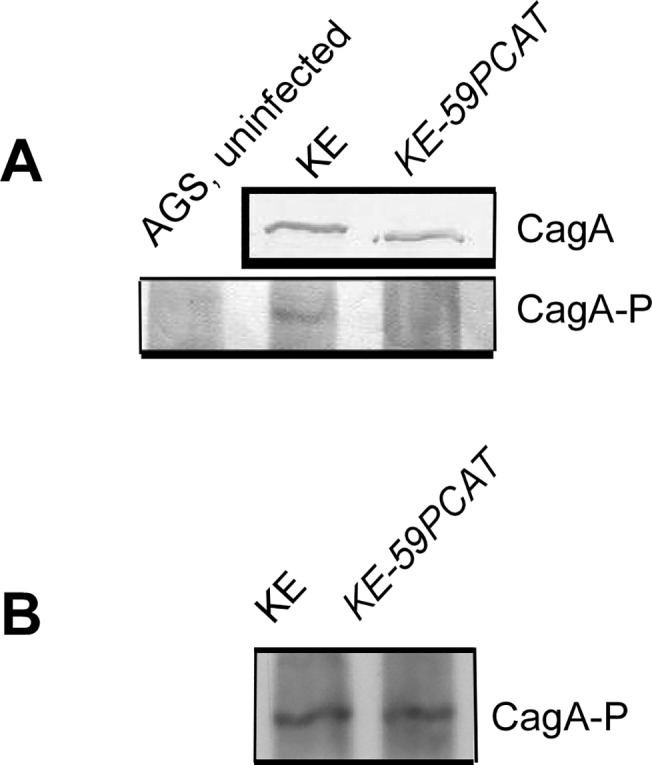 Fig 5