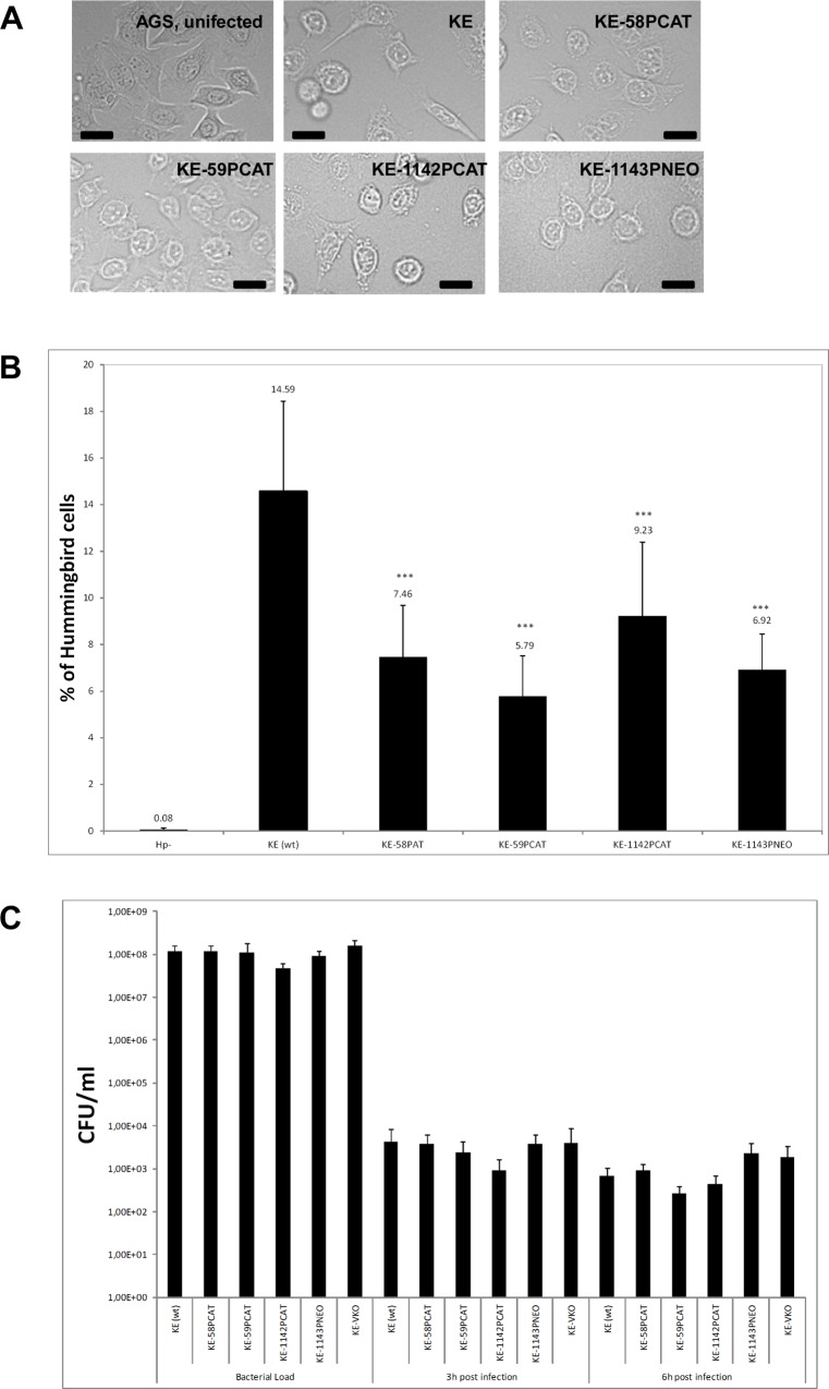 Fig 3