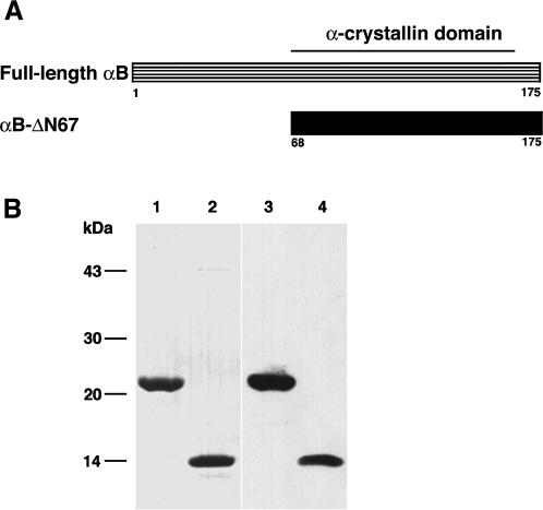 Fig 1.