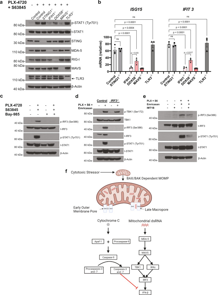 Executioner caspases restrict mitochondrial RNA-driven Type I IFN ...