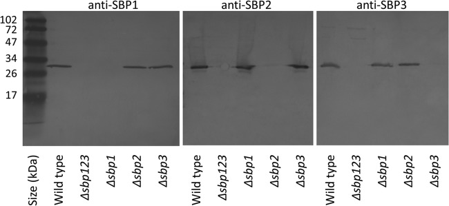 FIG 3