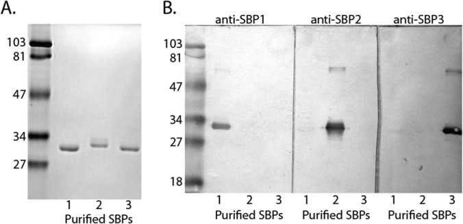 FIG 2