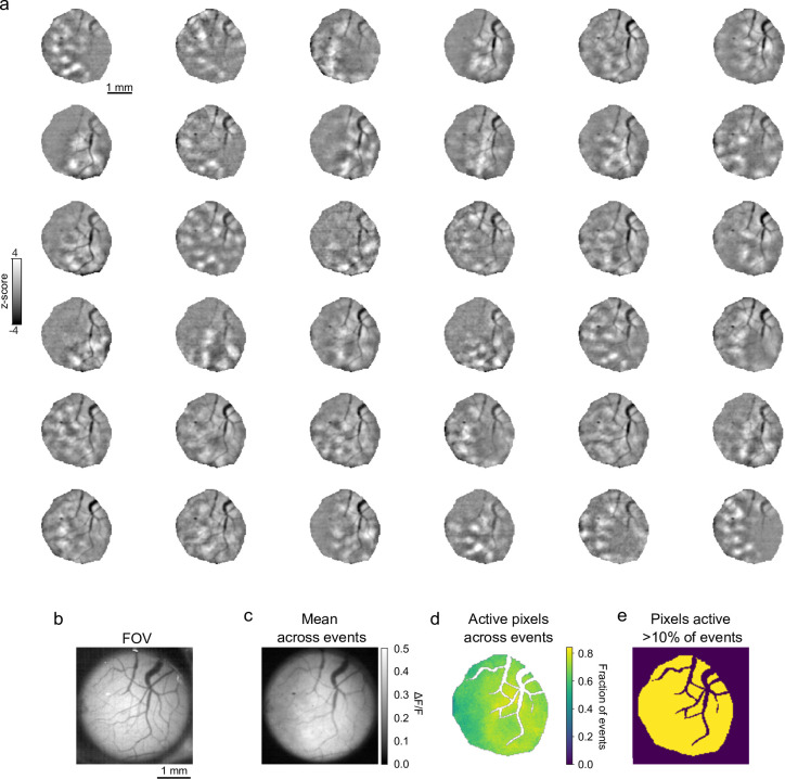 Figure 3—figure supplement 1.