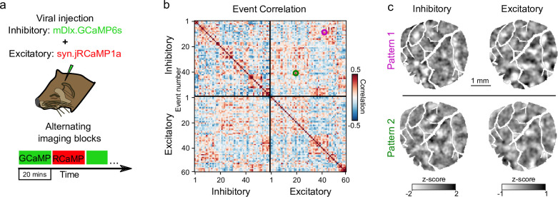 Figure 5—figure supplement 1.