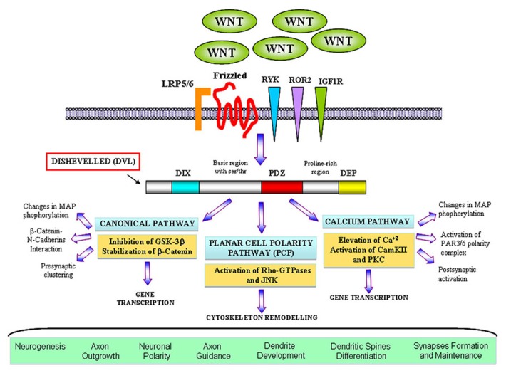 FIGURE 1