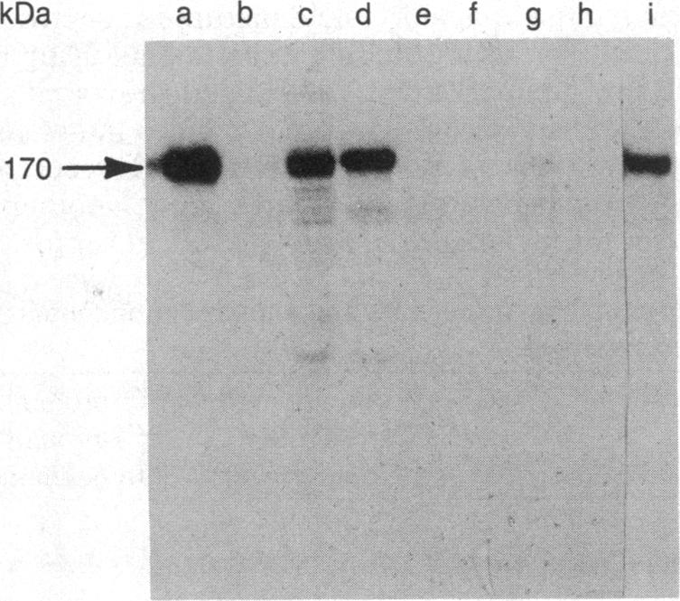 graphic file with name pnas00620-0010-a.jpg