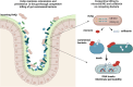Graphical Abstract