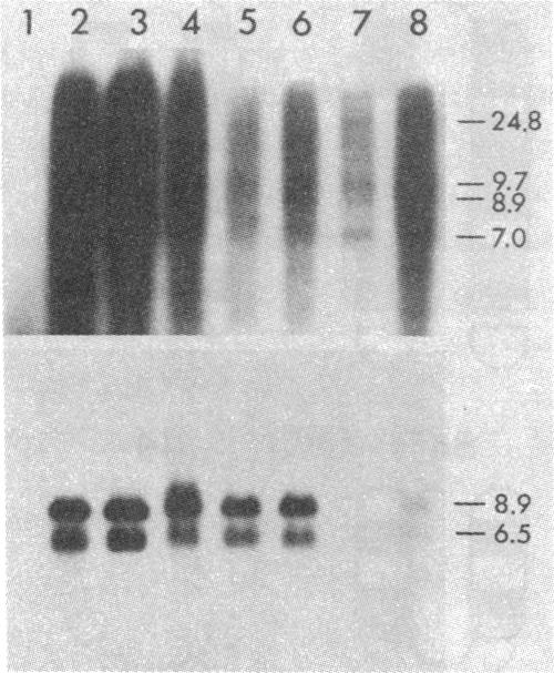 graphic file with name pnas00457-0191-a.jpg