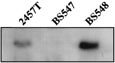 FIG. 1