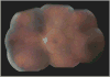 Fig. 37