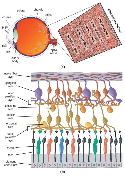 Fig. 2