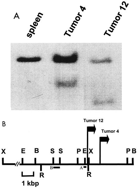 FIG. 1.