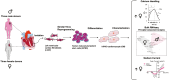 Graphical Abstract