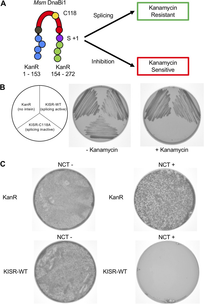 FIG 4