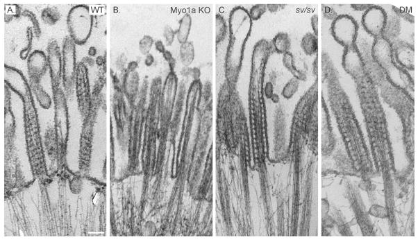 Fig. 8