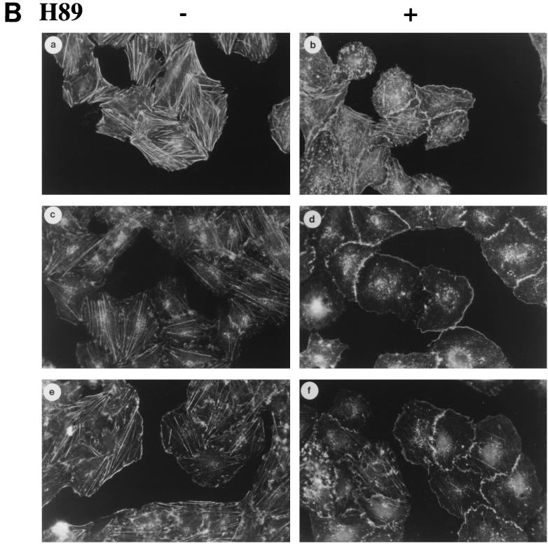 FIG. 5