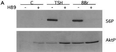 FIG. 5