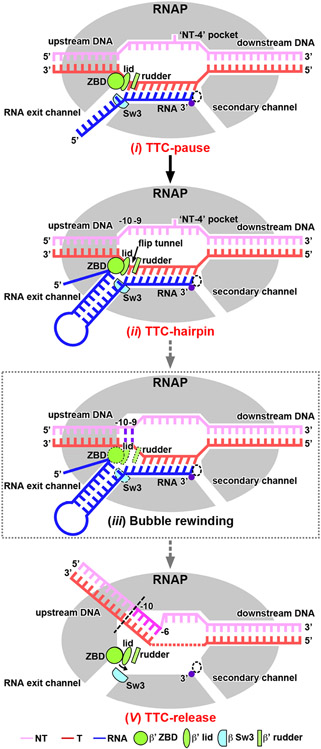 Structural basis for intrinsic transcription termination - PMC