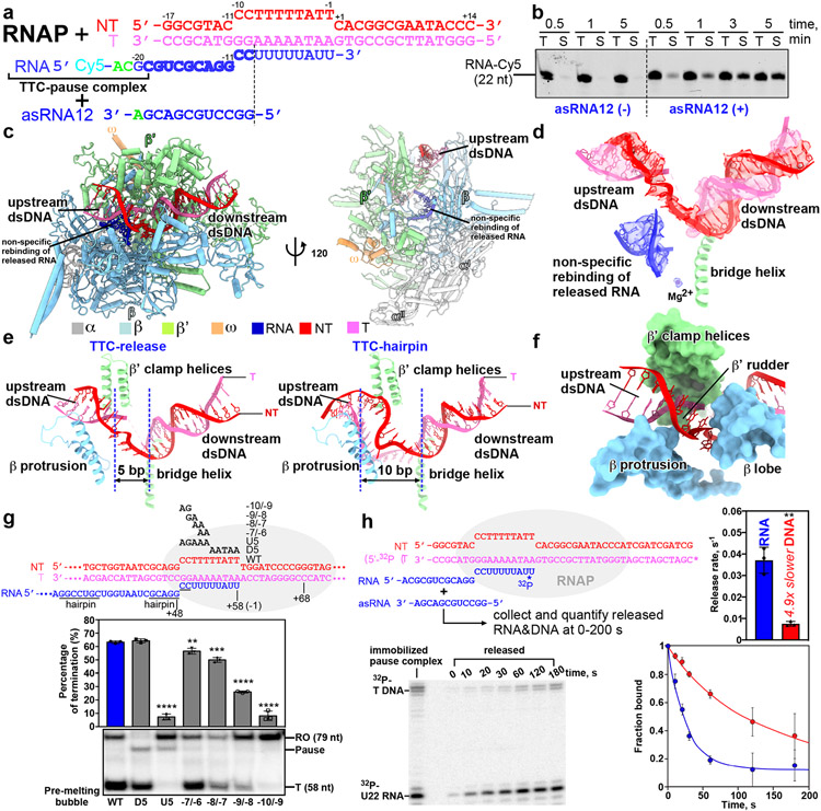 Structural basis for intrinsic transcription termination - PMC