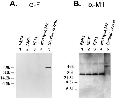 FIG. 7