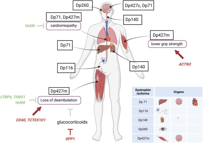 FIGURE 2