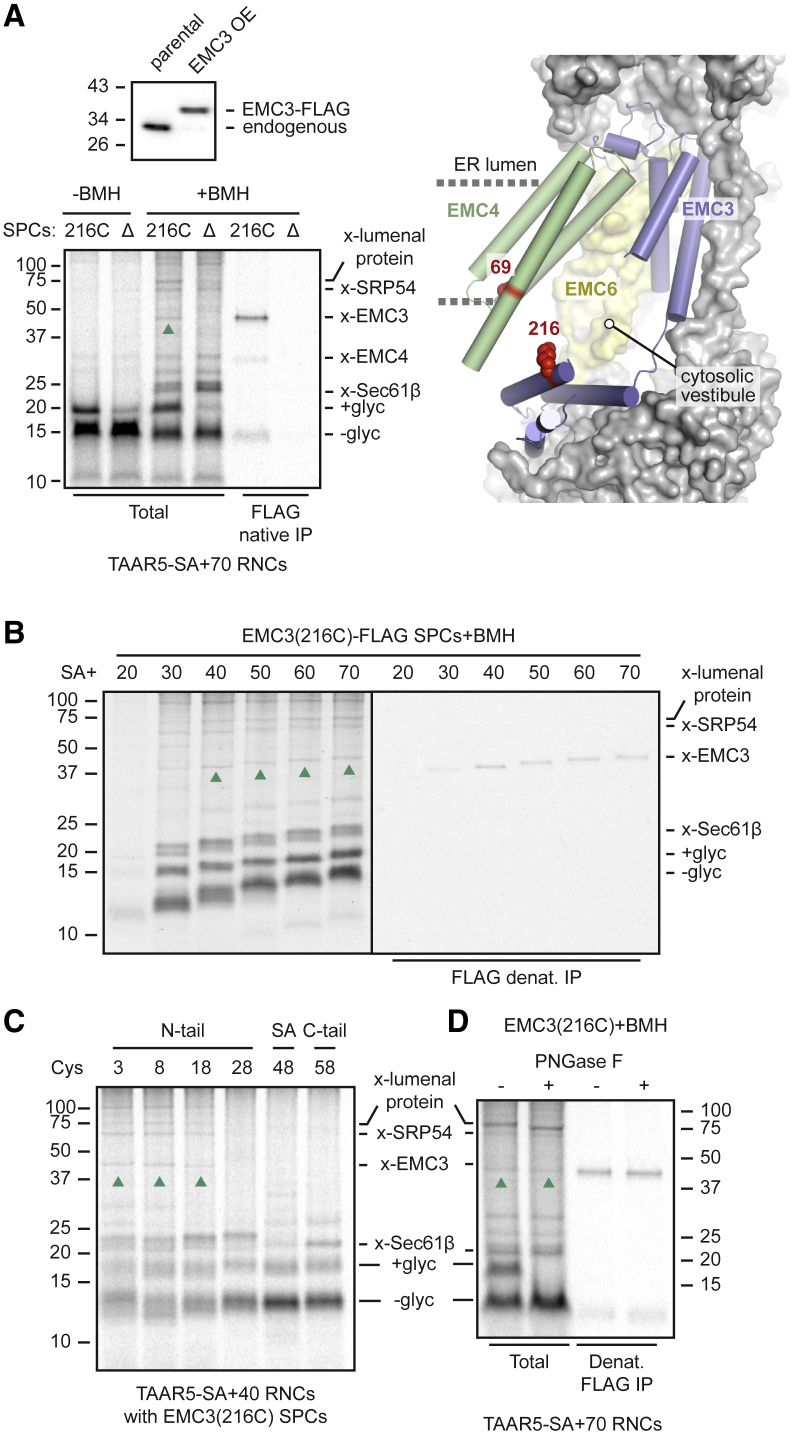 Figure 3