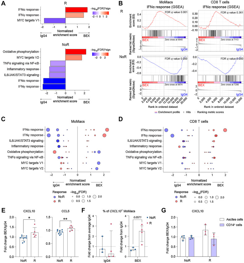 Figure 2. Bexmarilimab triggers IFN signaling and CXCL10 secretion in subsets of ovarian ascites TAMs. A, Bexmarilimab-induced changes in MoMac gene expression were analyzed by a GSEA separately in R (n = 4) and NoR (n = 3) group. Significantly altered pathways (FDR-adjusted q-value < 0.05) are shown. Red color indicates pathway upregulation by bexmarilimab treatment and blue color pathway downregulation. B, Enrichment plots showing IFNα response gene enrichment after bexmarilimab treatment separately in MoMacs and CD8+ T cells. Positive peaks indicate pathway upregulation and negative peaks downregulation. C and D, For significantly altered pathways presented in Fig. 2A, GSEA results from MoMacs (C) and CD8+ T cells (D) are displayed separately in each patient. Positive normalized enrichment scores indicate pathway upregulation by bexmarilimab, and negative score pathway downregulation. Dot color marks bexmarilimab response group and dot size increases with higher significance. E, Fold changes in indicated cytokines were measured from ovarian ascites cell culture supernatants after 48 hours of bexmarilimab treatment (n = 14 patients). Mean ± SD; unpaired t test; *, P < 0.05; **, P < 0.01. F, Percentage of CXCL10 expressing MoMacs was analyzed by scRNA-seq after 48 hours of IgG4 or bexmarilimab treatment. Median ± IQR, Mann–Whitney U test (NoR, n = 3; R, n = 4 patients). The bars correspond to following CXCL10+ MoMac proportions: 16.5% (NoR IgG4), 6.4% (R IgG4), 15.1% (NoR BEX) and 16.6% (R BEX). G, Fold change in CXCL10 was measured from ascites cell or CD14+ ascites cell culture supernatants after 48 hours of bexmarilimab treatment. Mean ± SD (NoR, n = 5; R, n = 3 patients). BEX, bexmarilimab; IgG4, isotype control for bexmarilimab.