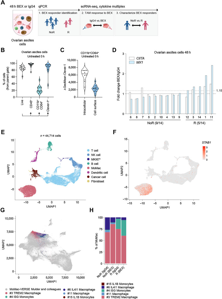 Figure 1. Profiling of bexmarilimab responses in ovarian ascites TAMs with scRNA-seq. A, Characterization of bexmarilimab responses and responding patients in ovarian ascites cells. B, Flow cytometry staining of untreated ovarian ascites cells (n = 14 patients). Violin plots show proportions of live cells, CD45+ immune cells, CD11b+CD64+ MoMacs and Clever-1+ cells (median and quartiles). Percentages were calculated from the parent gate and Clever-1 expression measured from the cell surface. C, Total (n = 8) and cell surface (n = 14) Clever-1 expression on CD11b+CD64+ ovarian ascites cells. Open circles represent patients with cell surface staining only. D, Change in MX1 and CIITA gene expression measured by qPCR from ovarian ascites cells treated with bexmarilimab or IgG4 for 48 hours. The dashed line indicates MX1 cutoff for responder identification and fractions indicate proportions of R and NoR patients. E, scRNA-seq of ovarian cancer ascites cells (n = 7 patients) treated ex vivo with bexmarilimab or IgG4 for 48 hours. UMAP dimensionality reduction of cells colored by main cell type clusters. F, UMAP colored by Clever-1 expression (STAB1). G, Mapping of monocytes and macrophages (n = 10,358 cells) to MoMac-VERSE atlas created by Mulder and colleagues. Original MoMac-VERSE UMAP plot is colored in gray and mapped cells colored by MoMac-VERSE clusters. H, Bar graph showing percentage of ovarian ascites monocytes and macrophages mapped to each MoMac-VERSE cluster (R, n = 4; NoR, n = 3 patients). BEX, bexmarilimab; IgG4, isotype control for bexmarilimab.