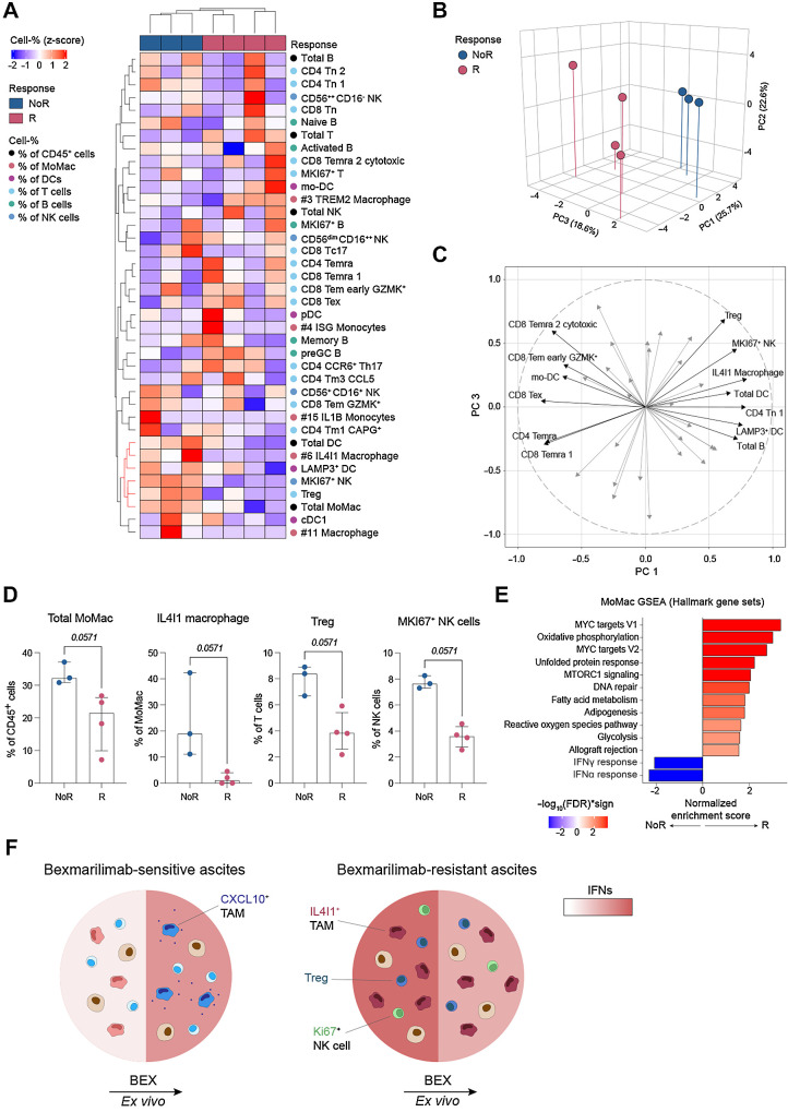 Figure 3. Bexmarilimab unresponsive ascites samples have abundant IL4I1 macrophages and higher baseline IFN signaling. A, Unsupervised hierarchical clustering of patient samples (NoR, n = 3; R, n = 4) based on immune cell type and subtype proportions. The cell type proportions were calculated for IgG4-treated ascites samples. Red color indicates higher cell type proportion in comparison with other samples. B, PCA of IgG4-treated ascites samples based on immune cell type and subtype proportions. A 3D scatter plot of first three principal components is shown. C, The contribution of each cell type on PC 1 and 3 is shown as an arrow pointing to loading scores on PC 1 and 3. Cell types with absolute loading score > 0.6 on PC 1 are labeled. Cell types with positive scores on PC 1 associate with NoR group and negative scores with R group. D, Most significant immune cell types found to differ between R and NoR group by PCA and unsupervised hierarchical clustering. Median ± IQR; Mann–Whitney U test. E, Comparison of ovarian ascites MoMac gene expression profiles between R (n = 4) and NoR (n = 3) group by GSEA performed on IgG4-treated samples. Red color indicates higher pathway-related gene expression in R group and blue in NoR group. F, Schematic summarizing the differences between R and NoR ascites samples. BEX, bexmarilimab; IgG4, isotype control for bexmarilimab.