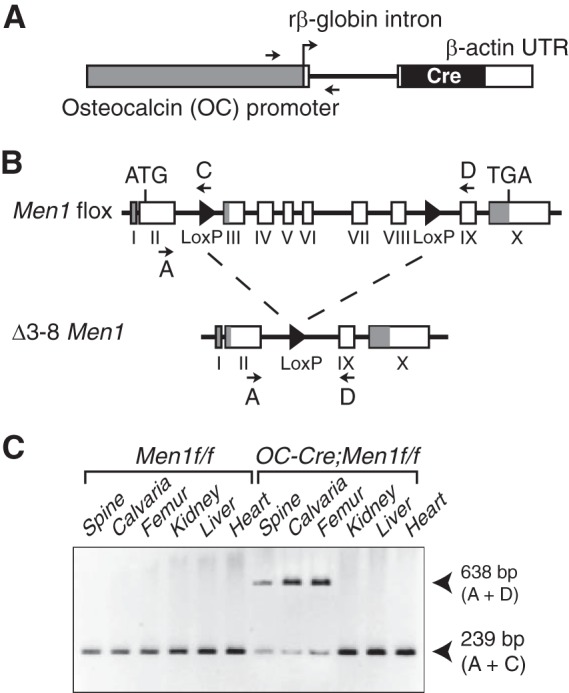 FIGURE 1.