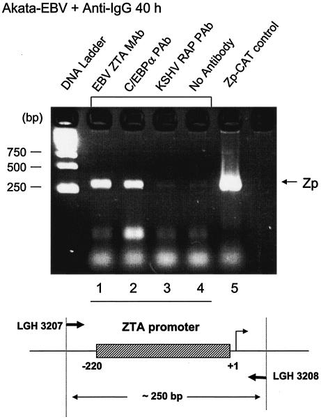 FIG. 6.