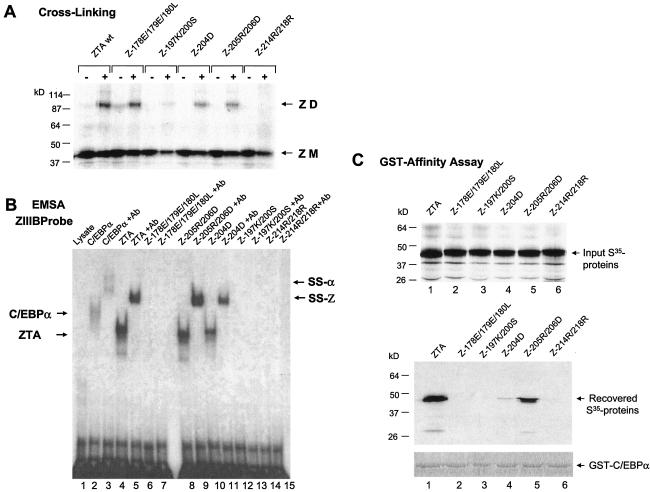 FIG. 2.