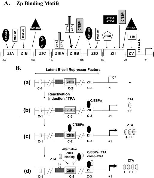 FIG. 10.