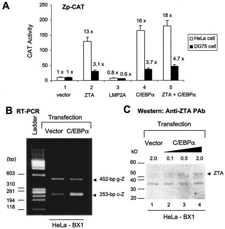 FIG. 7.