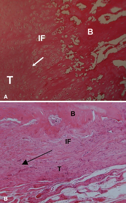 Fig. 5A–B