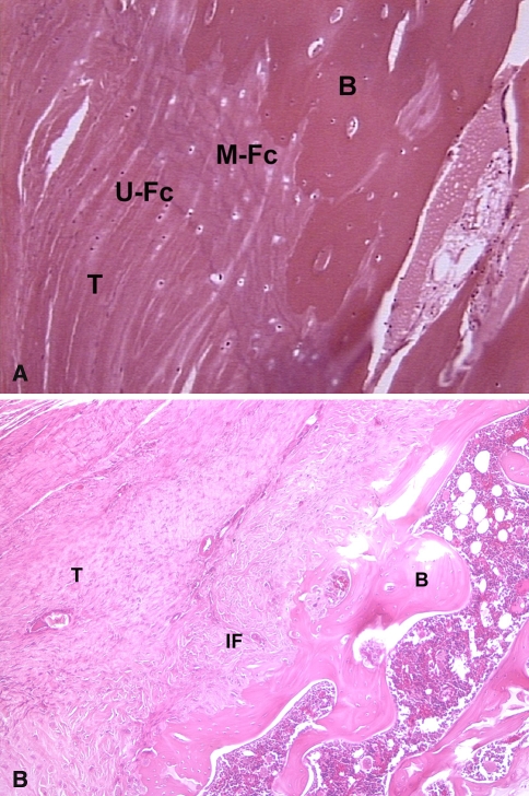 Fig. 1A–B