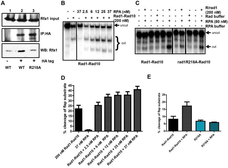 Figure 11.