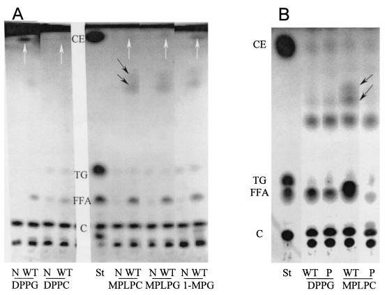 FIG. 10.