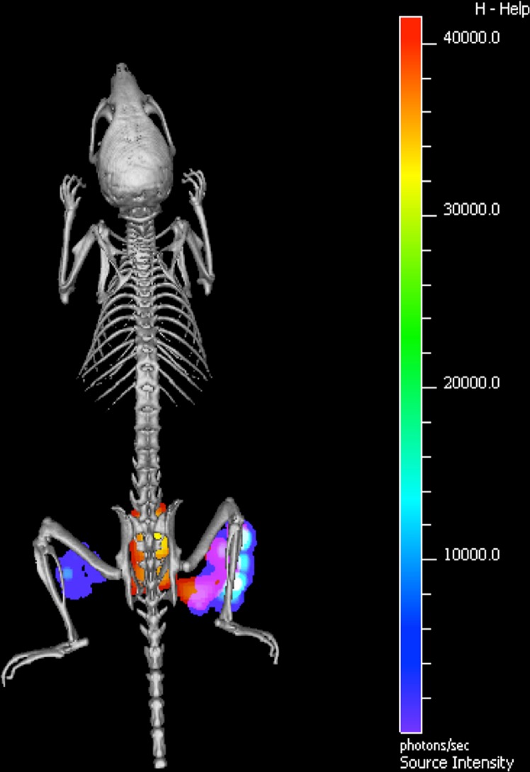 Fig. 1