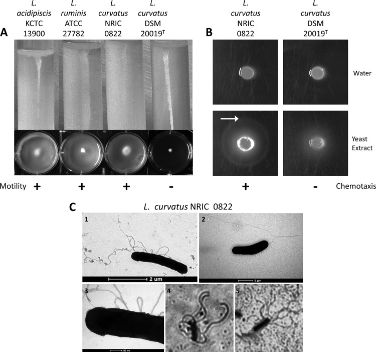 FIG 1