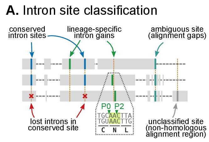 Figure 5—figure supplement 1.