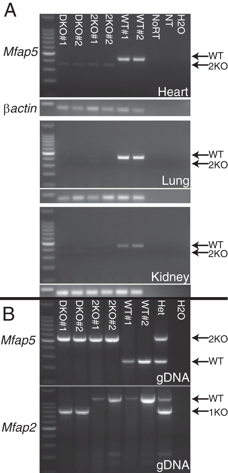 FIGURE 4.