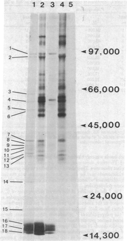 graphic file with name pnas00637-0206-b.jpg